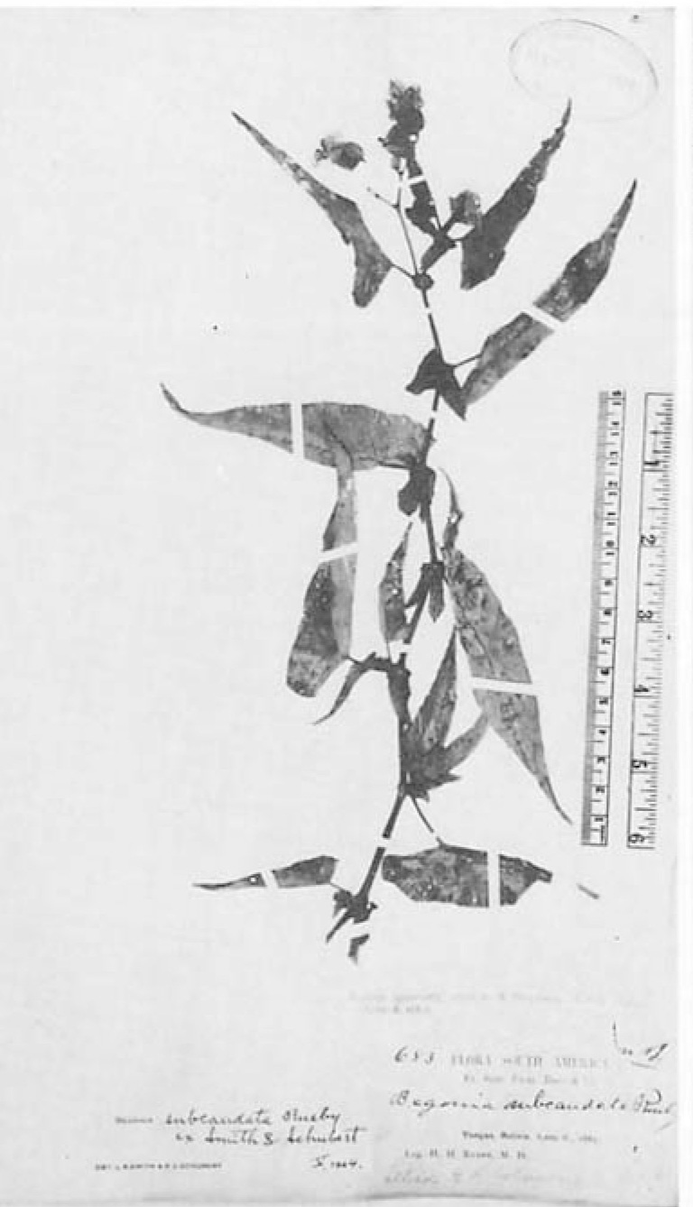 B. subcaudata